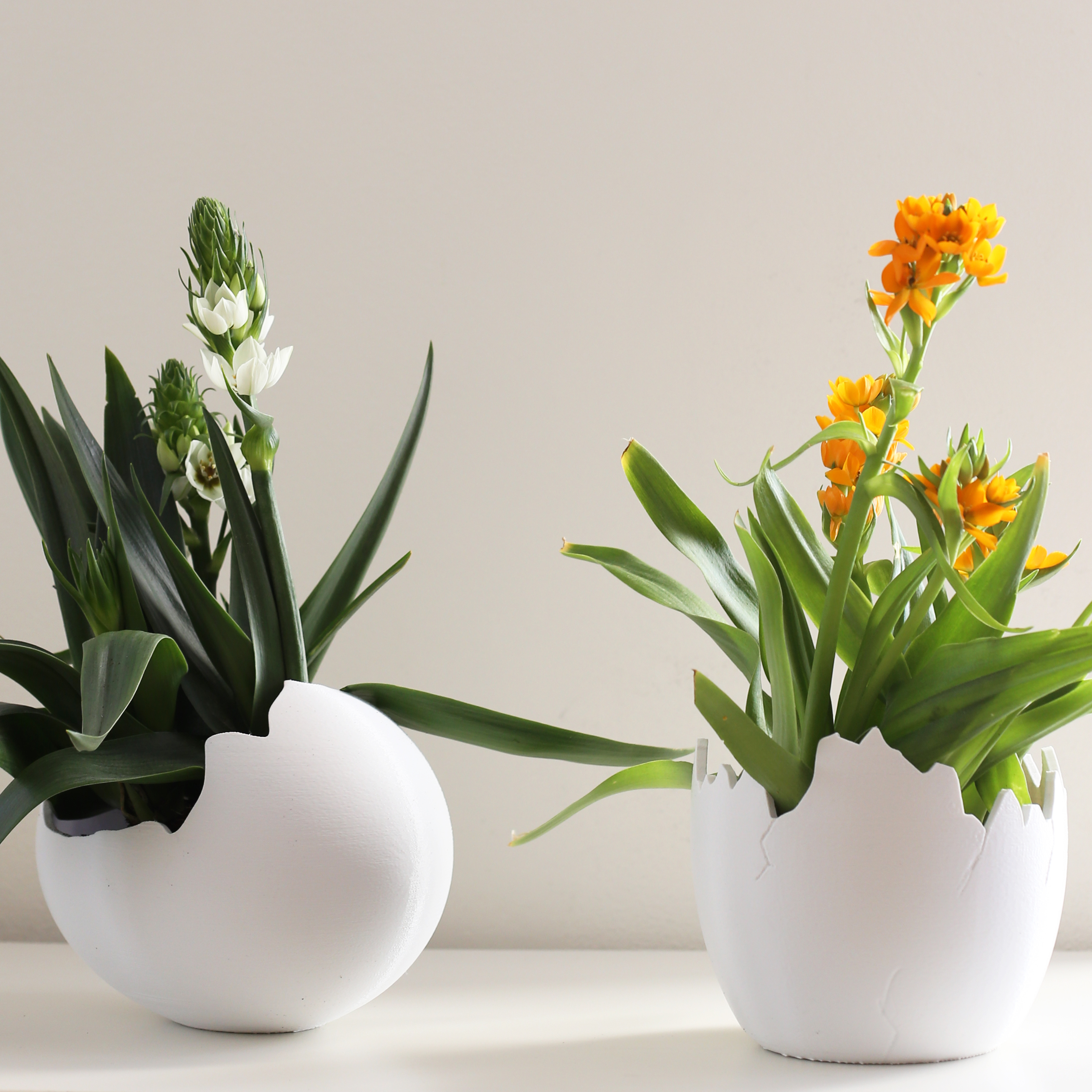 Egg Planter Image